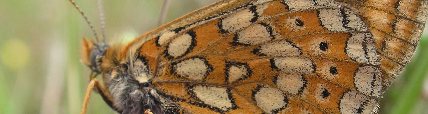 Prevent loss of biodiversity