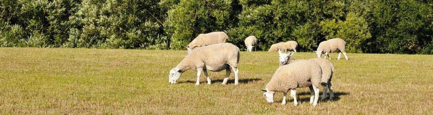 Improving soil quality and management