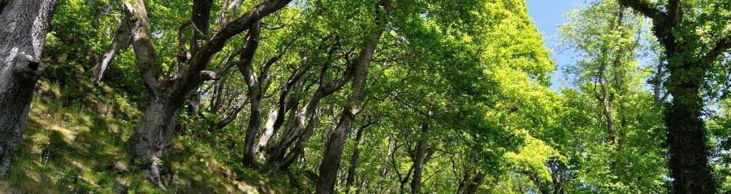 Create and manage woodland