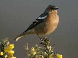 Biodiversity