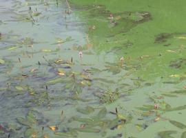 Loch Flemington with algae in the water