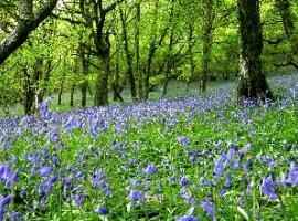 Woodland